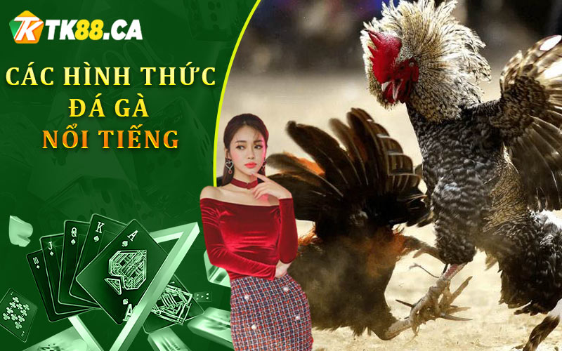Các hình thức đá gà nổi tiếng tại TK88 Các hình thức đá gà nổi tiếng tại TK88
