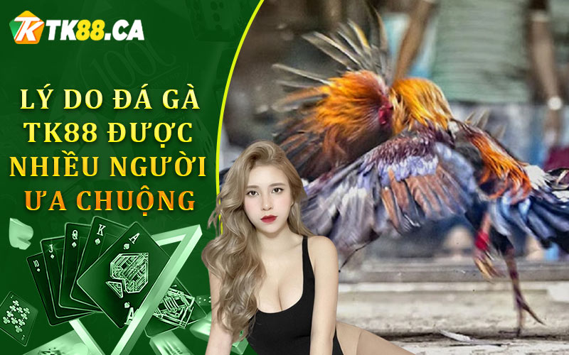 Lý do trò chơi đá gà TK88 được nhiều người ưa chuộng Lý do trò chơi đá gà TK88 được nhiều người ưa chuộng