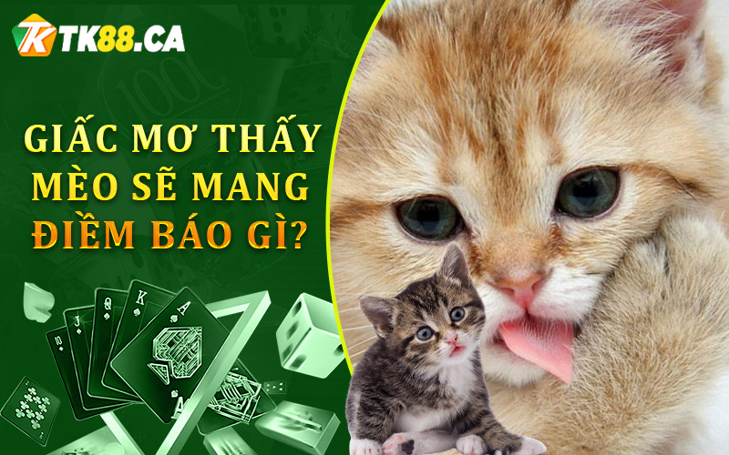 Giấc mơ thấy mèo sẽ mang điềm báo gì? Giấc mơ thấy mèo sẽ mang điềm báo gì?