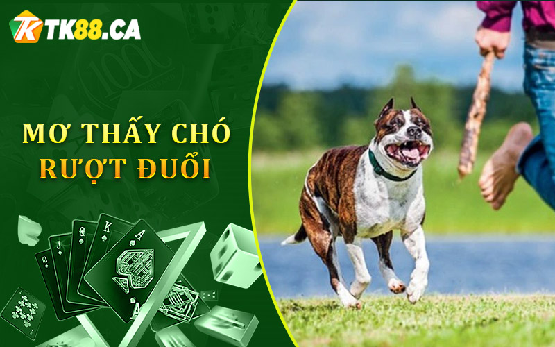Nằm Mơ Thấy Chó Rượt Đuổi - Cơ Hội và Tận Dụng