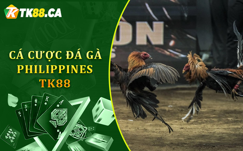 Tìm hiểu thêm về cá cược Đá gà Philippines TK88 Tìm hiểu thêm về cá cược Đá gà Philippines TK88