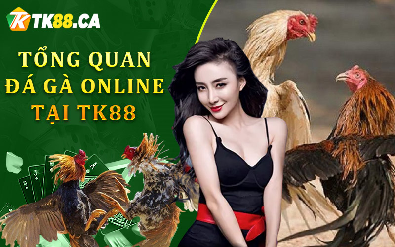 Tổng quan về đá gà trực tuyến tại TK88 Tổng quan về đá gà trực tuyến tại TK88