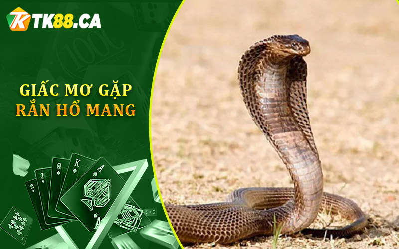 giấc mơ gặp rắn hổ mang giấc mơ gặp rắn hổ mang