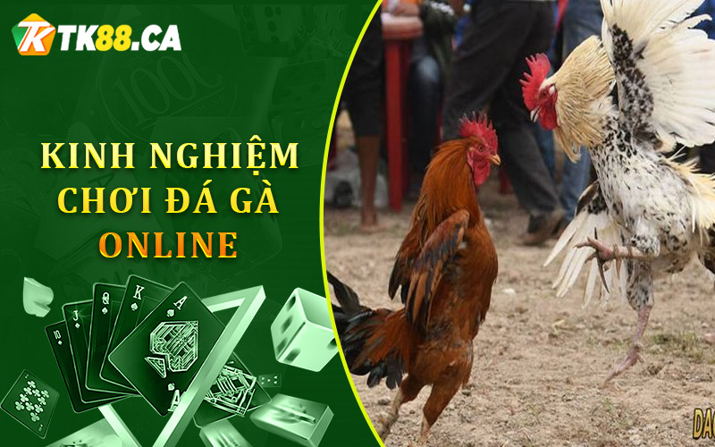 kinh nghiệm chơi Đá gà online để giành chiến thắng kinh nghiệm chơi Đá gà online để giành chiến thắng