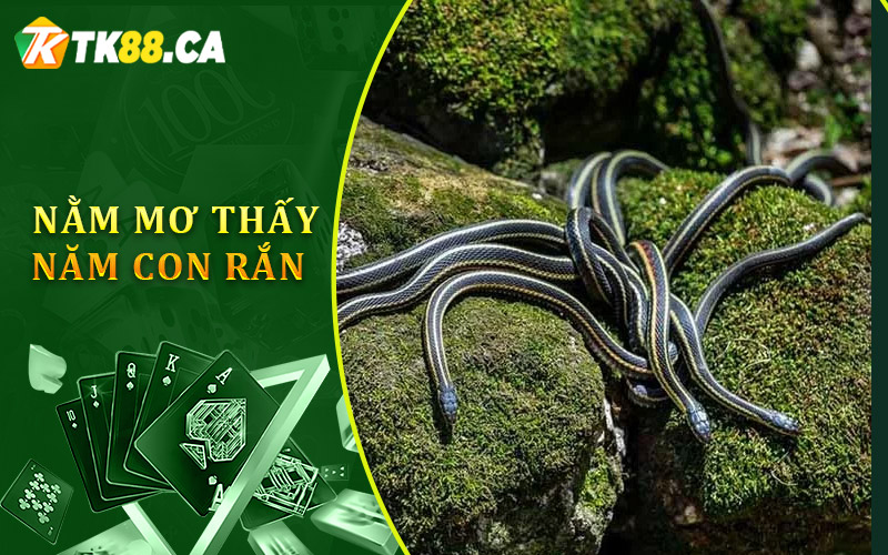 nằm mơ thấy năm con rắn nằm mơ thấy năm con rắn