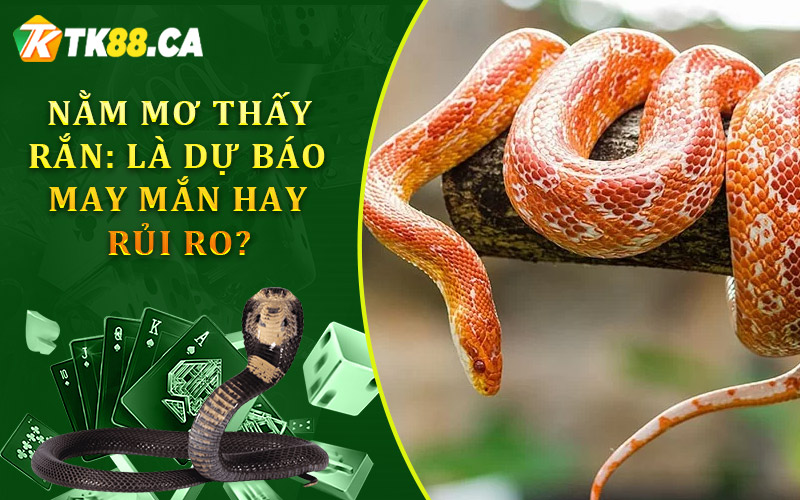 nằm mơ thấy rắn: là dự báo về may mắn hay rủi ro? nằm mơ thấy rắn: là dự báo về may mắn hay rủi ro?