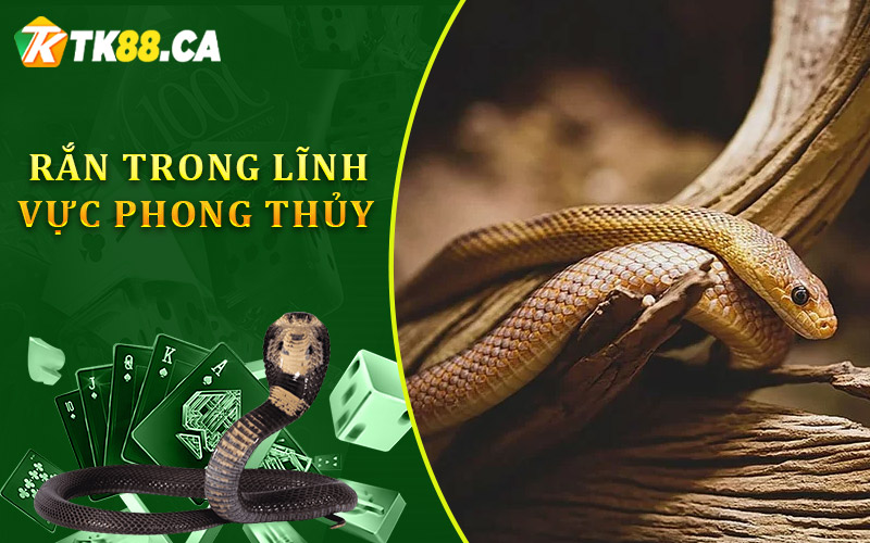 vai trò của rắn trong lĩnh vực phong thủy vai trò của rắn trong lĩnh vực phong thủy