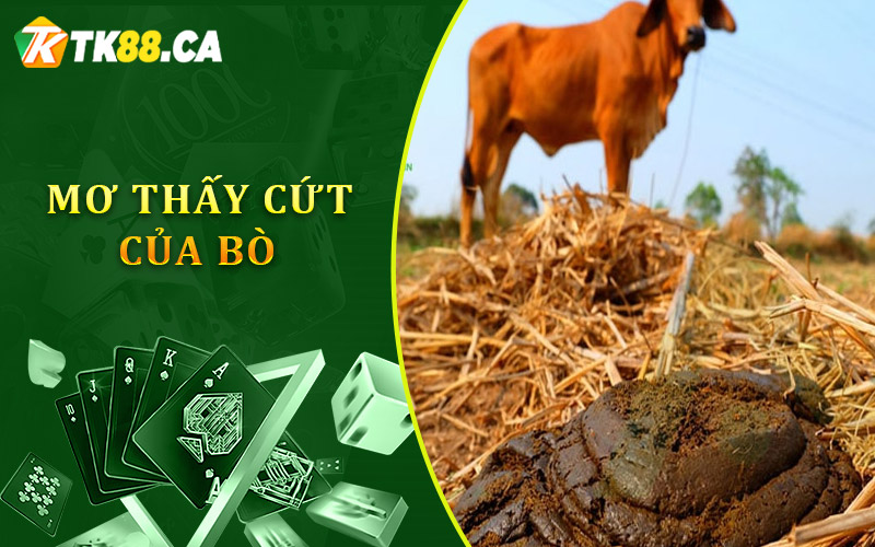 Mơ thấy cứt của bò Mơ thấy cứt của bò