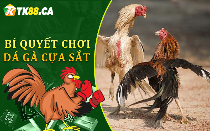 Những bí quyết chơi đá gà cựa sắt từ cao thủ giúp bạn luôn chiến thắng Những bí quyết chơi đá gà cựa sắt từ cao thủ giúp bạn luôn chiến thắng