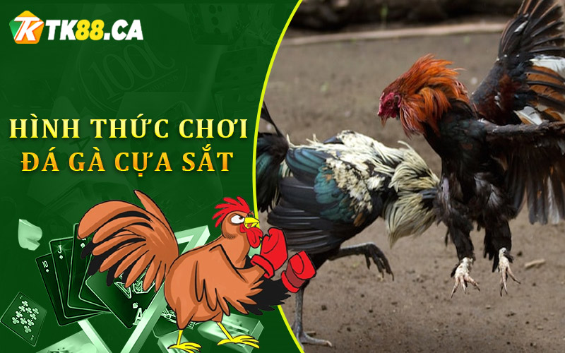 Tổng quan về hình thức chơi đá gà cựa sắt Tổng quan về hình thức chơi đá gà cựa sắt